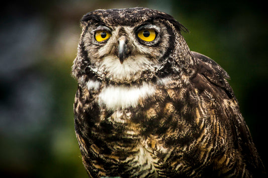 Great Horned Owl with Piercing Yellow Eyes