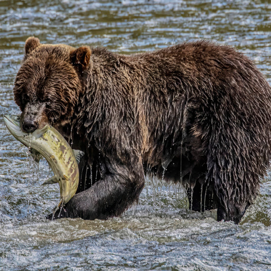 Grizzly Bear Catching Salmon in River