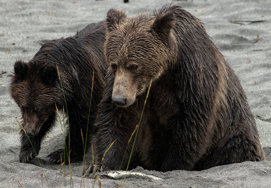 Grizzly Bear and Cub in Coastal Habitat