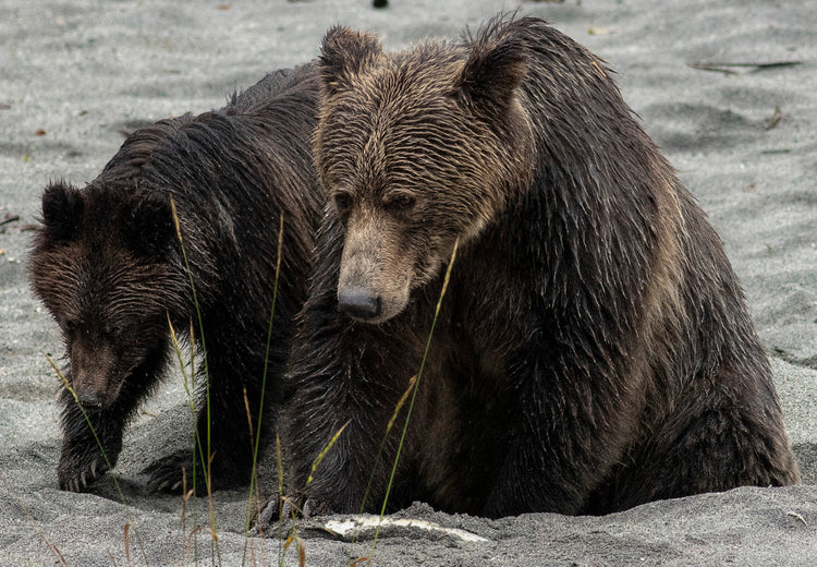Grizzly Bear and Cub in Coastal Habitat