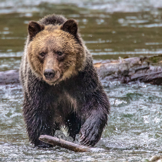 Grizzly Bear in River