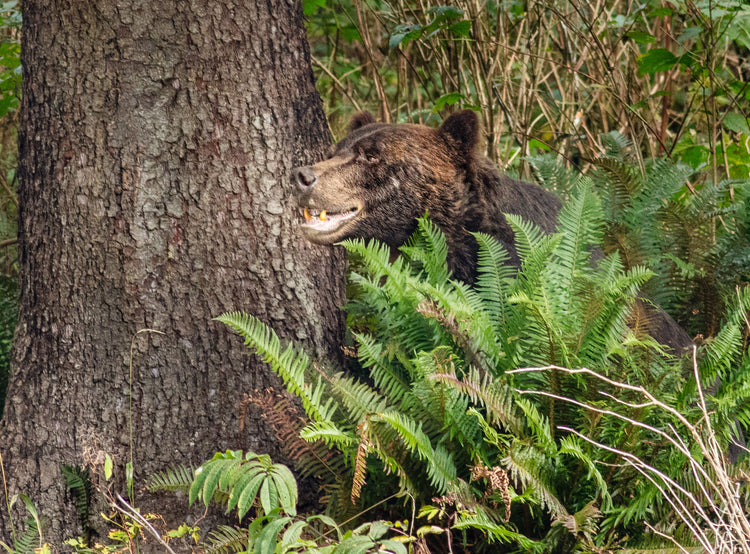 Hidden Bear