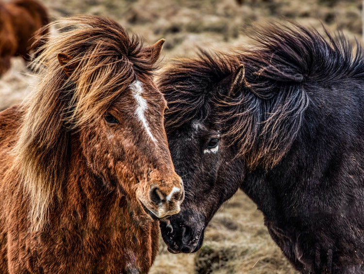 Horses Nuzzle