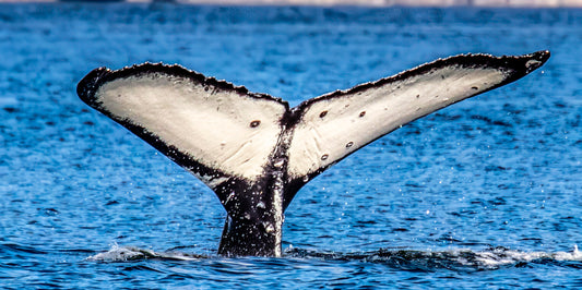 Humpback Whale Tail in Sparkling Blue Waters - DENOISE