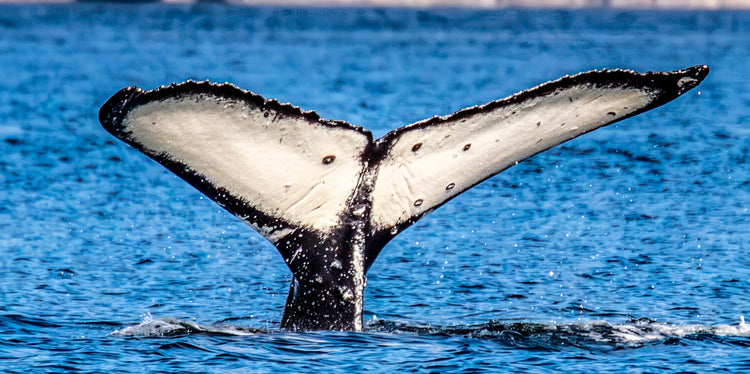 Humpback Whale Tail in Sparkling Blue Waters - DENOISE