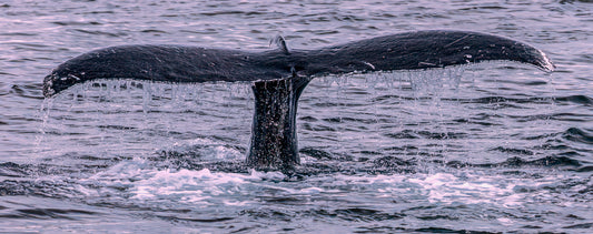 Humpback Whale Tail with Cascading Water - 300W