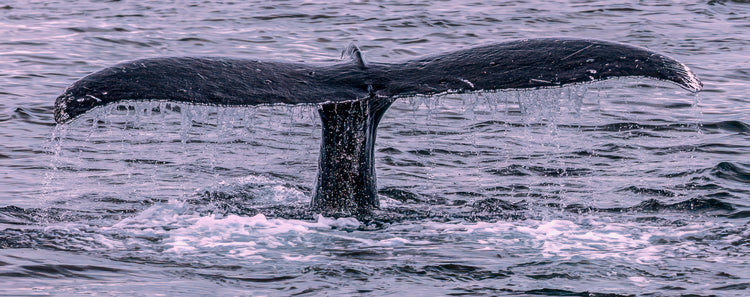 Humpback Whale Tail with Cascading Water - 300W