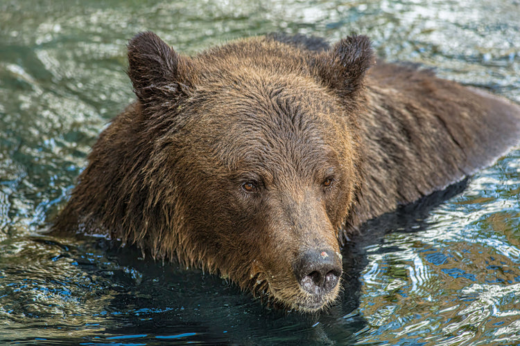 I See You Bear
