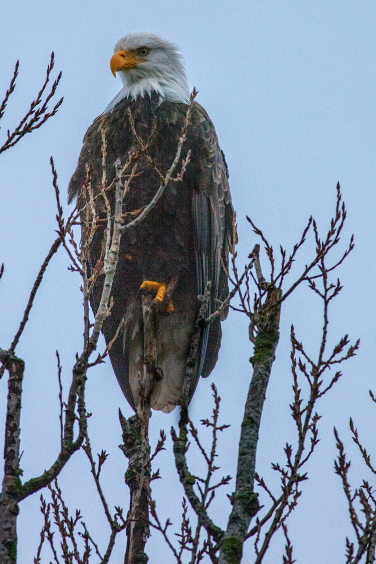 I See You Eagle 2