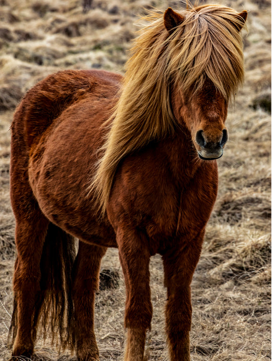 Icelandic Horse with Flowing Blonde Mane