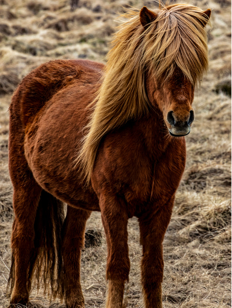 Icelandic Horse with Flowing Blonde Mane