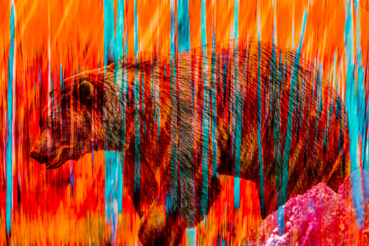 Inferno Trail – Bear in Motion
