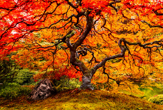 Japanese Maple Autumn Tree Fine Art Wall Print