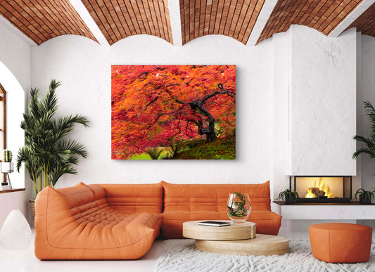 Japanese Maple tree