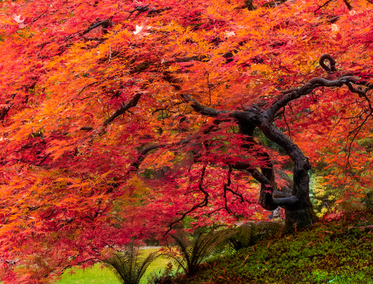 Japanese Maple Tree with Fiery Autumn Foliage