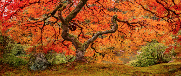 Japanese Maple Tree with Fixery Autumn Foligae