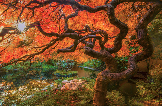 Japanese Maple with Autumn Sunburst