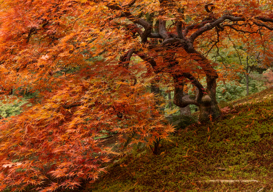 Japanese Maple with Flowing Autumn Leaves