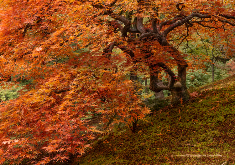Japanese Maple with Flowing Autumn Leaves