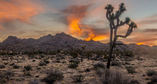 Joshua Tree at Sunset in Desert Landscape