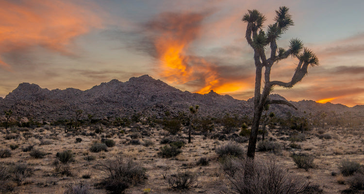Joshua Tree at Sunset in Desert Landscape