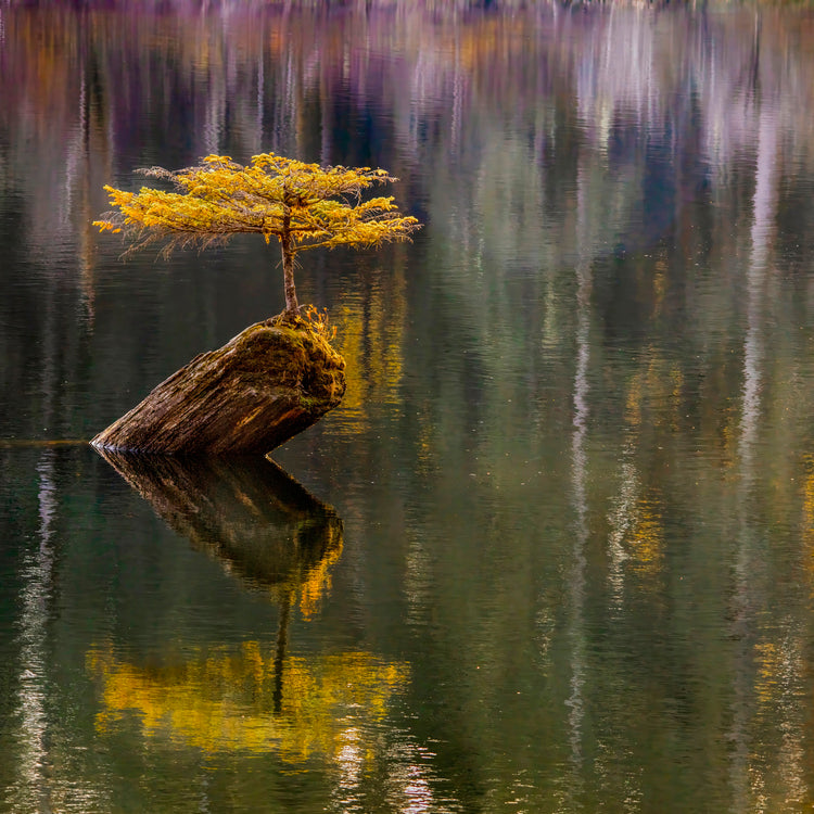 Lone Tree on Tranquil Water