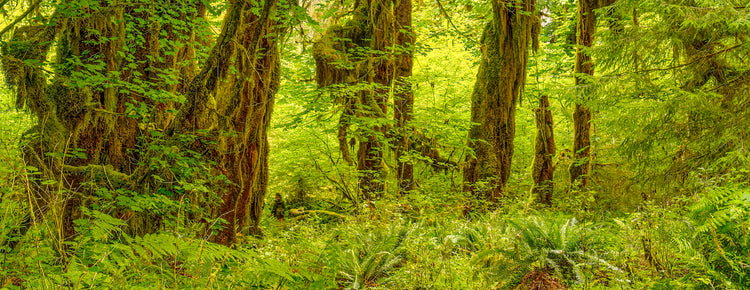 Lush Green Forest with Towering Moss-Covered Trees
