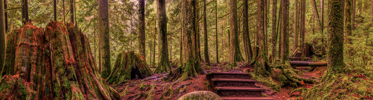 Lynn Valley Trees2 1