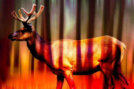 Majestic Deer in Sunset Forest Wall Art
