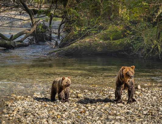 Mini Me Bear