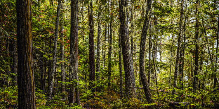 Misty Forest Canopy: A Symphony of Greens