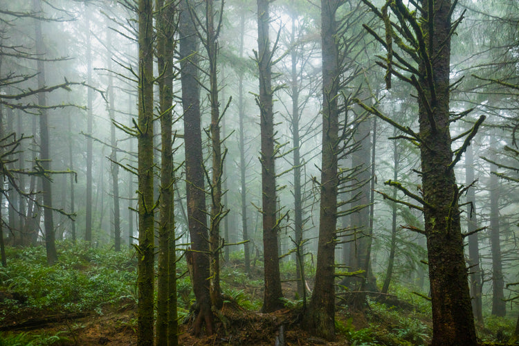 Misty Forest Path with Ancient Tree Stumps and Wooden Steps