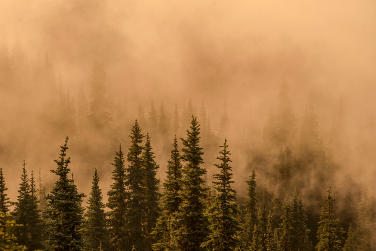 Misty Pine Forest in Golden Light