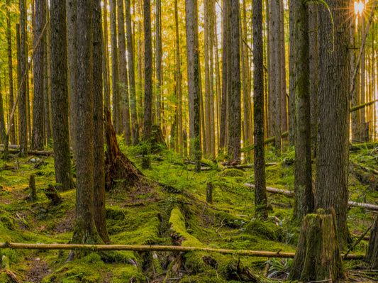 Misty Sunlit Forest Path