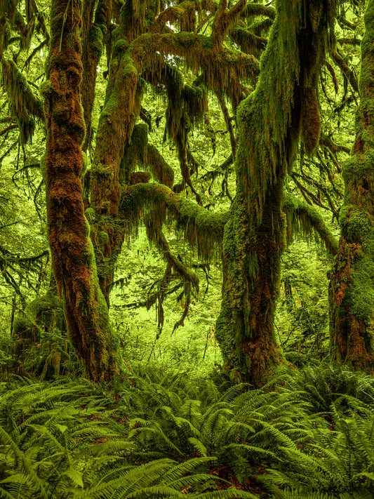 Moss-Covered Forest with Ferns