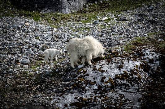 Mountain Goats on Rocky Slope