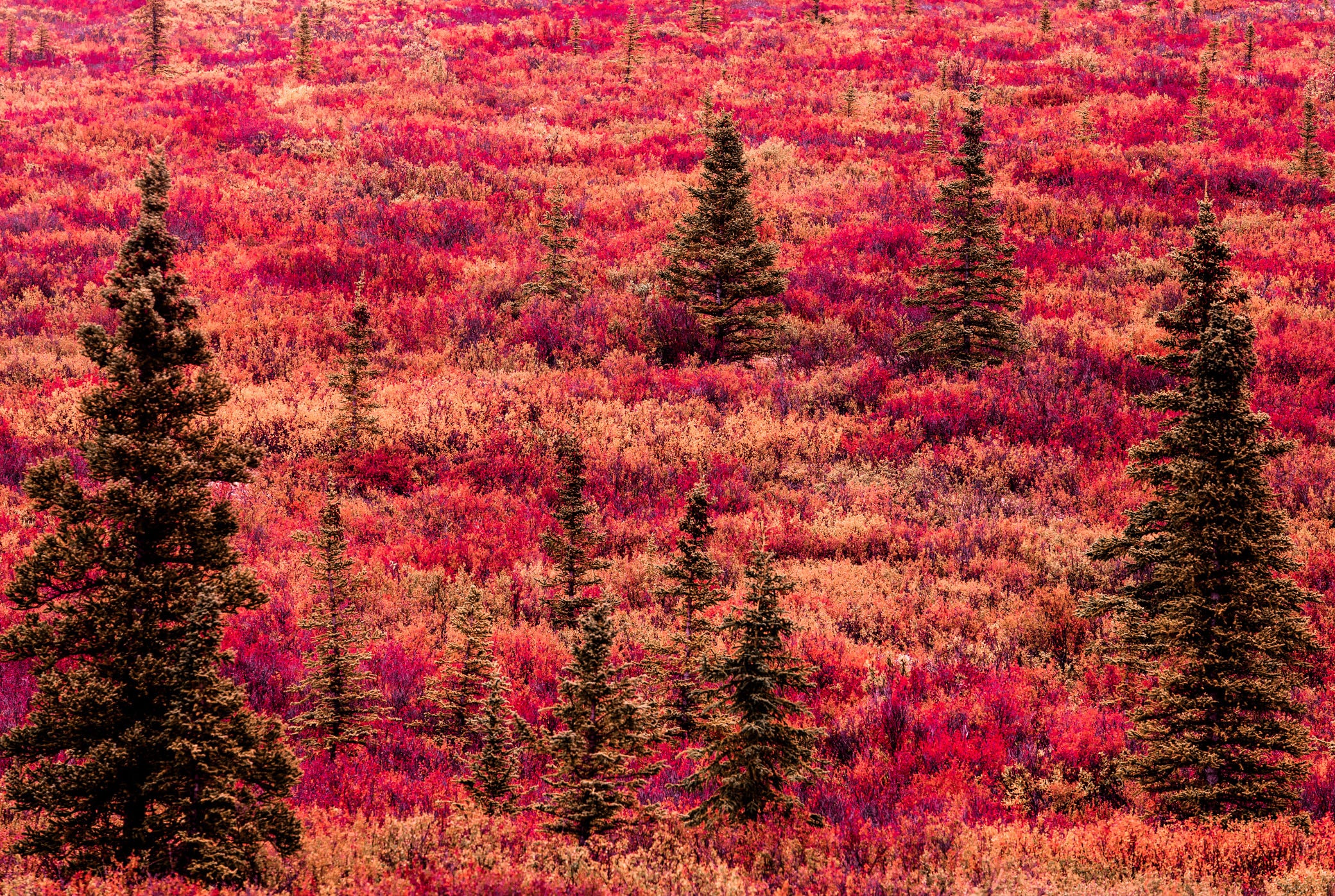 North Tundra Red Fall