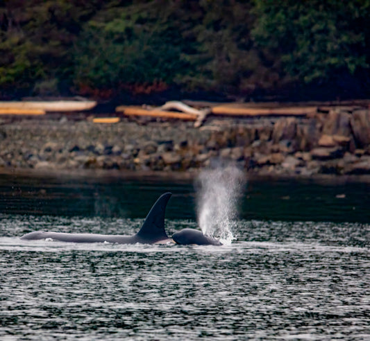 Orca Mother and Calf by Rocky Shore