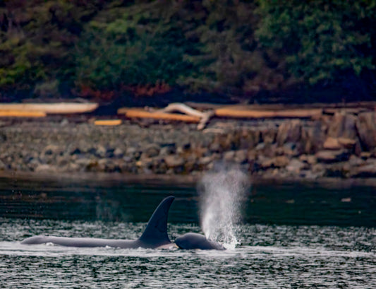 Orca Mother and Calf in Coastal Waters