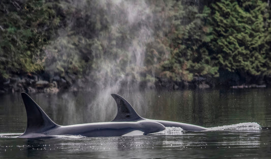 Orca Pair Surfacing in Tranquil Waters