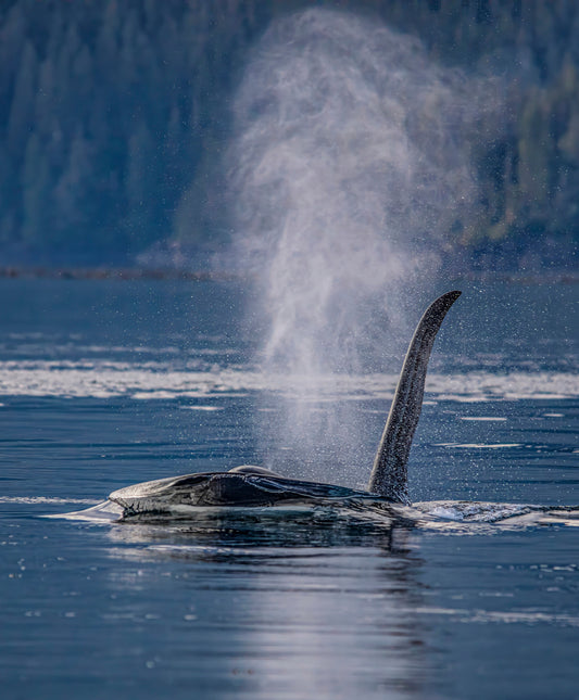 Orca Whale Breaching with Misty Blow
