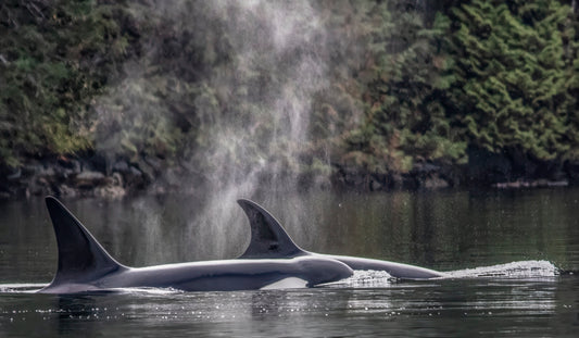 Pair of Orcas Swimming Through Misty Waters