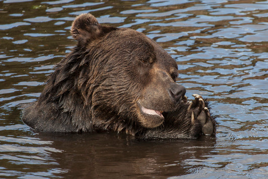 Playful Grizzly Bear Relaxing in Water