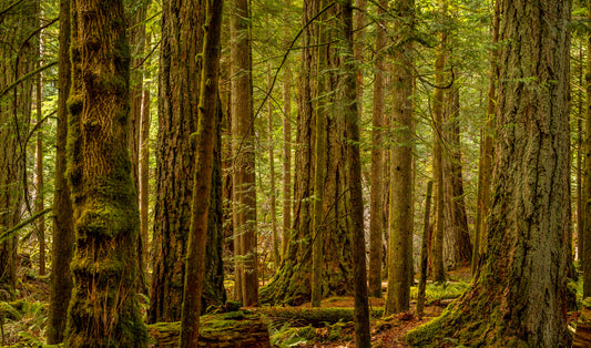 Rainforest 1