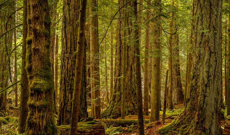 Rainforest 1