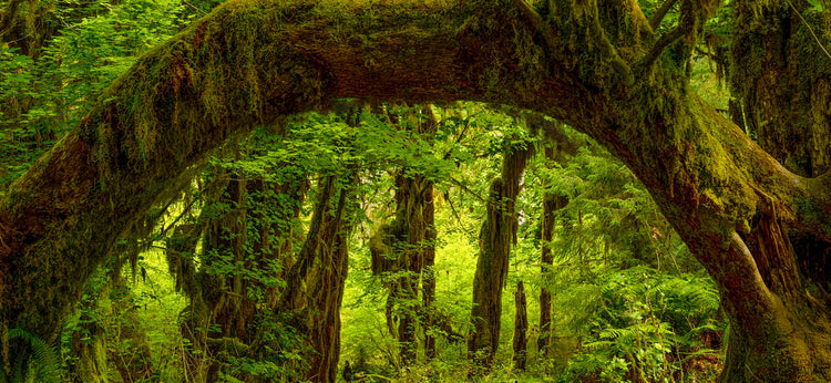 Rainforest 2