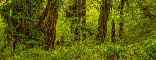 Redwood Forest with Mossy Ground Cover and Tall Trees