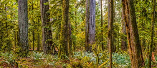Redwood Forest with Mossy Ground Cover and Tall Trees