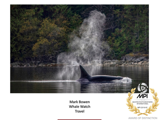 Award whale watch