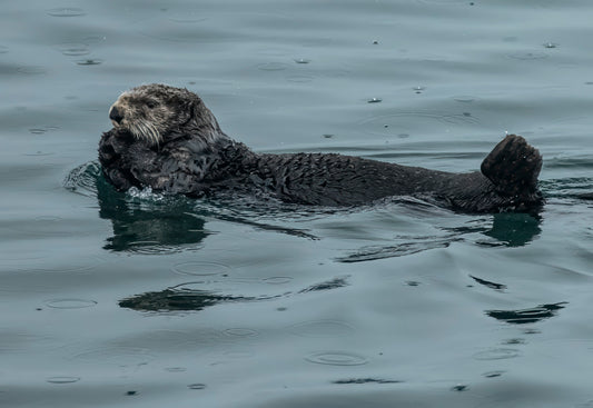 Sea Otter Floating in Calm Waters